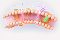 8. Full-Cell Antioxidant Defence